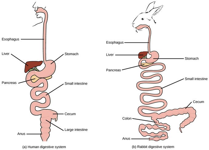 Side-by-side diagrams of the human (left) and rabbit (right) alimentary canal in vertebrates, both labeled with esophagus, liver, stomach, pancreas, small intestine, cecum, colon or large intestine, and anus.