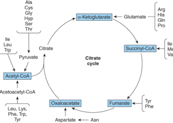 Glucogenic and Ketogenic Amino Acids: Fate of Carbon Skeleton — Biochemistry Notes