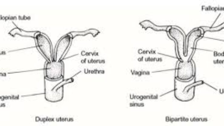 Diagram comparing duplex and bipartite uterus structures, highlighting Types Of Mammalian Uteri and showing fallopian tubes, uterus, vagina, urogenital sinus, cervix, urethra, plus key features like two uterine bodies or two uterine horns.