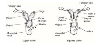 Diagram comparing duplex and bipartite uterus structures, highlighting Types Of Mammalian Uteri and showing fallopian tubes, uterus, vagina, urogenital sinus, cervix, urethra, plus key features like two uterine bodies or two uterine horns.