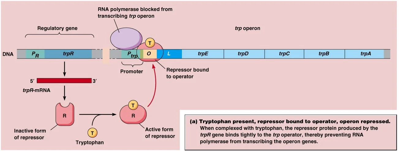 Diagram showing the mechanism of trp operon regulation: tryptophan binds to the repressor, activating it to bind the operator and block RNA polymerase from transcribing trp operon genes, repressing gene expression.