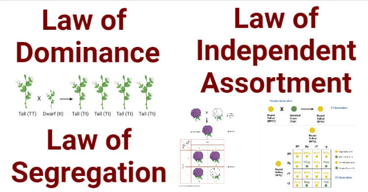 Text reads Law of Dominance, Law of Segregation, and Law of Independent Assortment. Images show pea plants and Punnett squares from Gregor Mendel's Principles of Inheritance Notes illustrating his genetic laws.