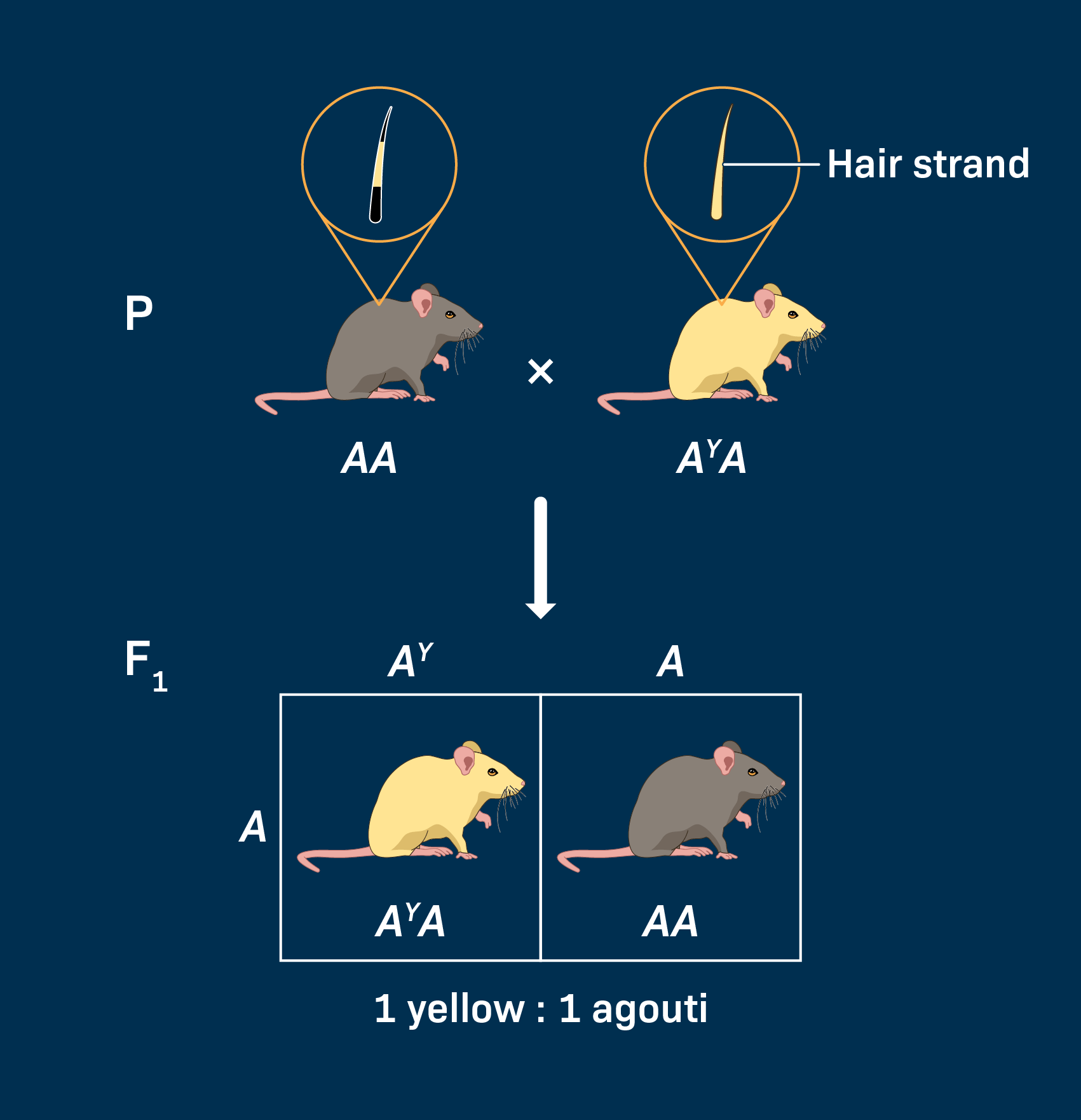A genetics diagram shows a cross between a grey mouse (AA) and a yellow mouse (AʸA), illustrating lethal alleles notes. Offspring are half yellow (AʸA) and half grey (AA). Hair strand samples above each parent. Ratio: 1 yellow to 1 agouti.