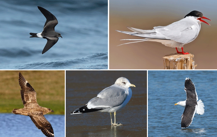A collage of five UK seabird red list species: a dark bird flying over water, a white and gray bird with a red beak perched on wood, a brown bird in flight, a gray and white wader, and a black-and-white bird soaring above the waves.