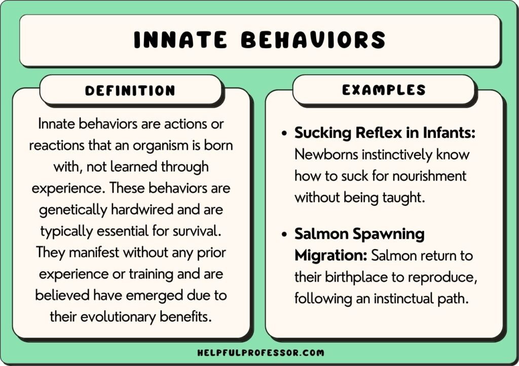 An educational graphic defines innate behaviors, also known as instinctive behavior, as actions organisms are born with, not learned. Examples include infants’ sucking reflex and salmon spawning migration. The design uses green and white panels with black text.