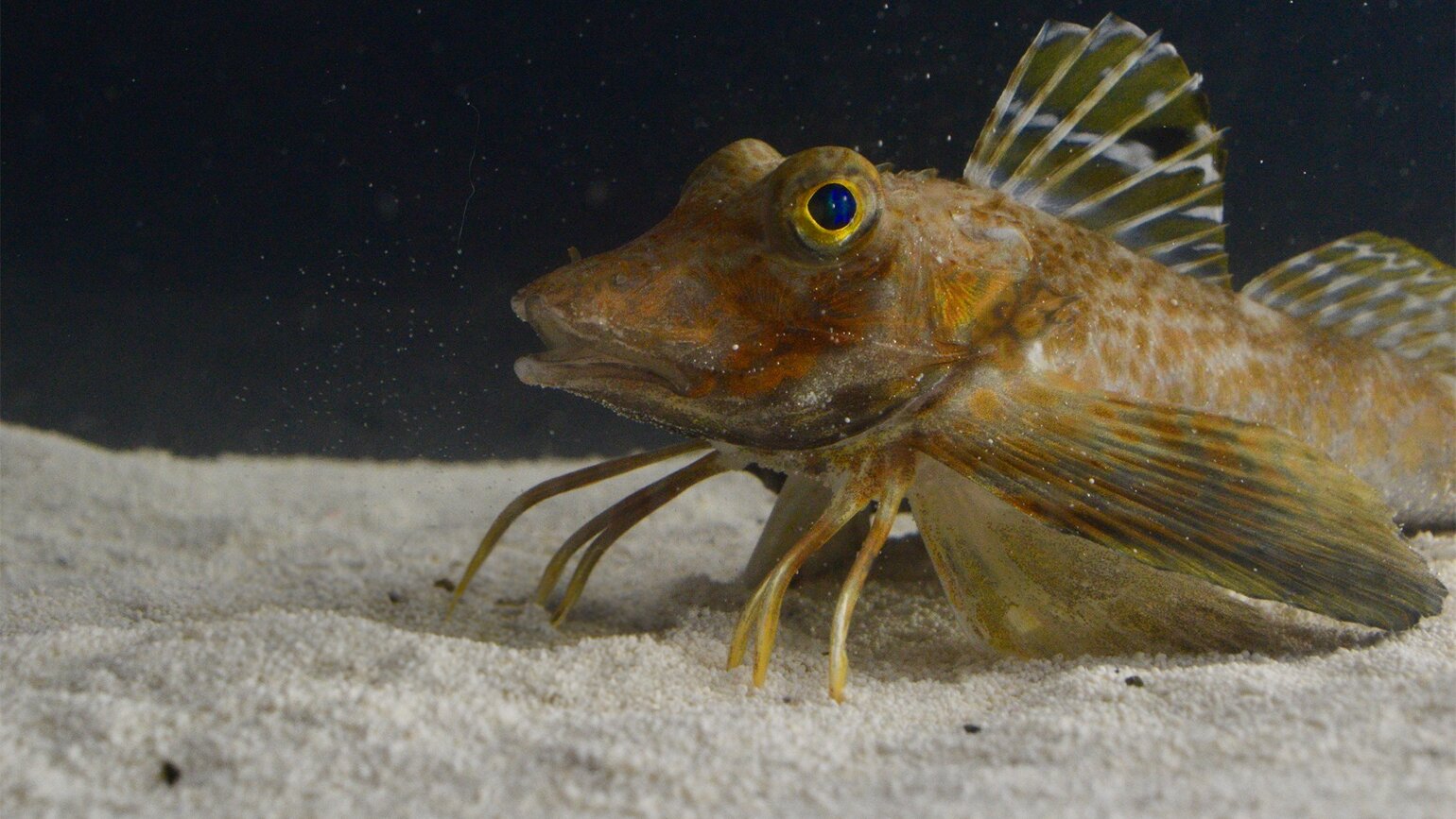 A close-up of a brown, spiny sea robin with blue eyes and wing-like pectoral fins resting on the sandy ocean floor, with dark water in the background.