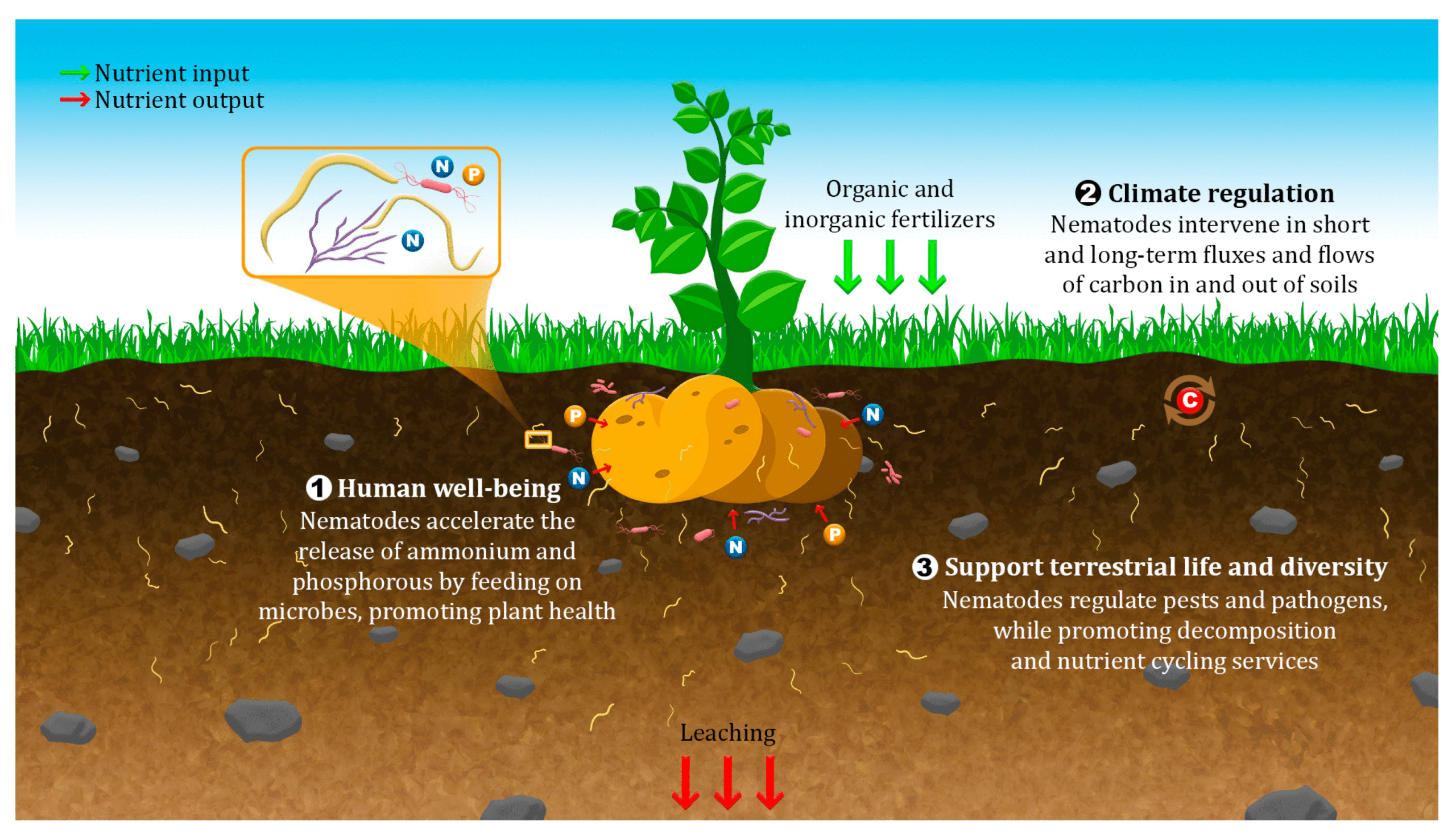 Illustration of a plant with roots and potatoes underground, showing how nematodes influence nutrient cycling, climate regulation, human well-being, and help viruses move through soil, with labeled nutrient inputs and outputs.