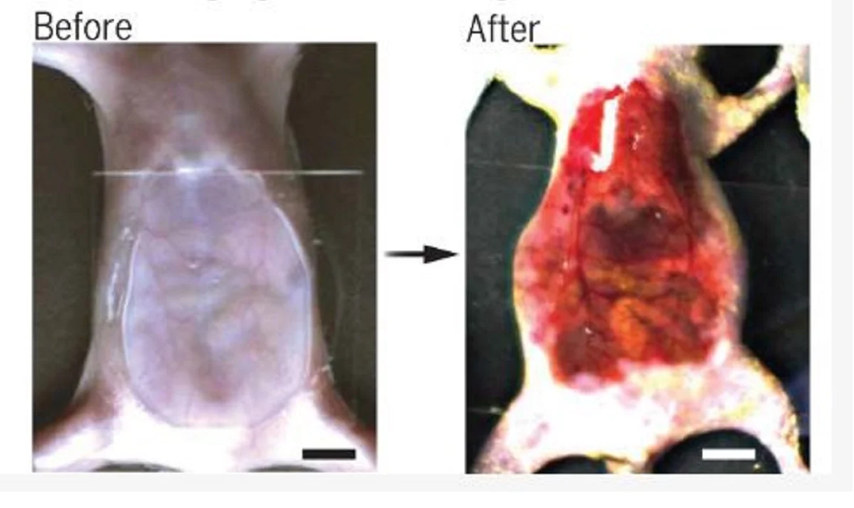 Side-by-side images labeled Before and After show the underside of a small animal. The Before image appears smooth and pale, while the After image—part of Creating Transparent Mice research—reveals red, raw, and exposed tissue areas.