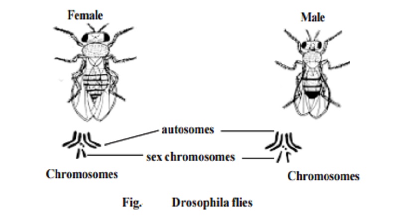 Diagram showing a female and a male Drosophila fly, with lines pointing to their chromosomes. Autosomes and sex chromosomes are labeled for both flies, illustrating Sex Determination in Drosophila.