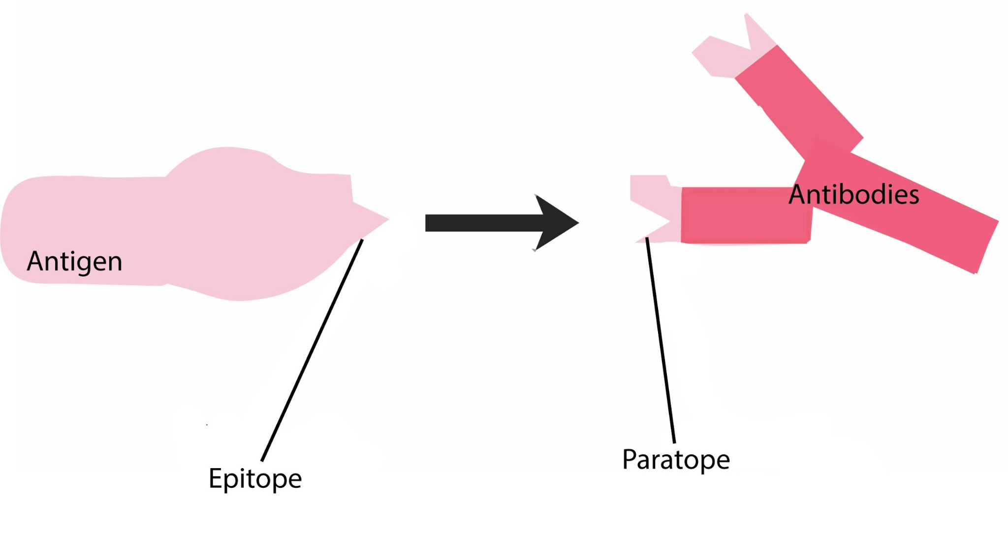 Diagram showing an antigen labeled epitope on the left and antibodies labeled paratope on the right, with an arrow indicating Antigen-Antibody Interaction or binding between them.