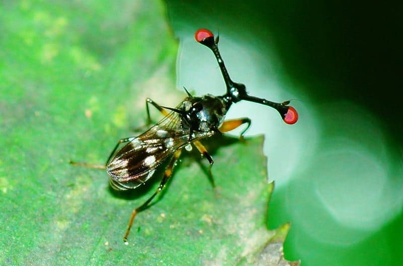 A close-up of a stalk-eyed fly on a green leaf, showing its distinctive eyestalks in stalk-eyed flies—long extensions from each side of its head with striking red tips at the ends.