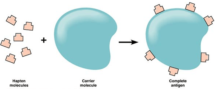 A diagram of a carrier molecule illustrating its role in immunology, highlighting how adjuvants and haptens interact with carriers to enhance immune response.