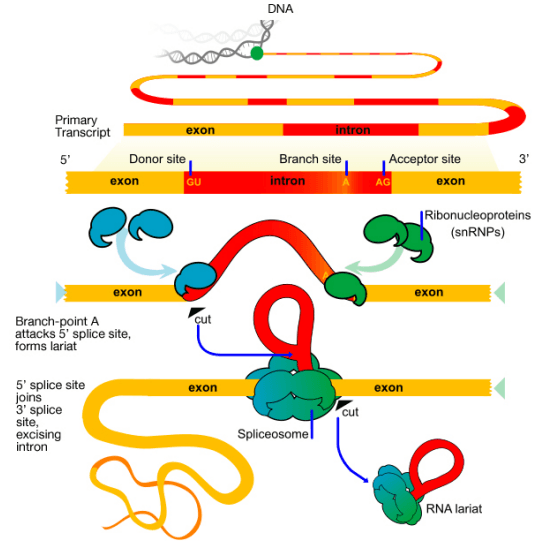 Diagram illustrating the RNA Splicing Mechanism: exons and introns are shown in a primary transcript, with splicing machinery removing introns and joining exons, resulting in mature mRNA and an excised RNA lariat.