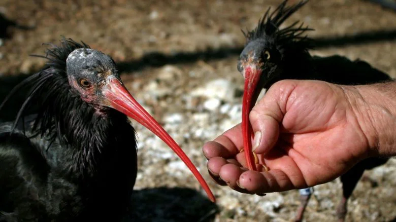 A person’s hand feeds two Northern Bald Ibises with long red beaks and black feathers; the rare birds stand on rocky ground.