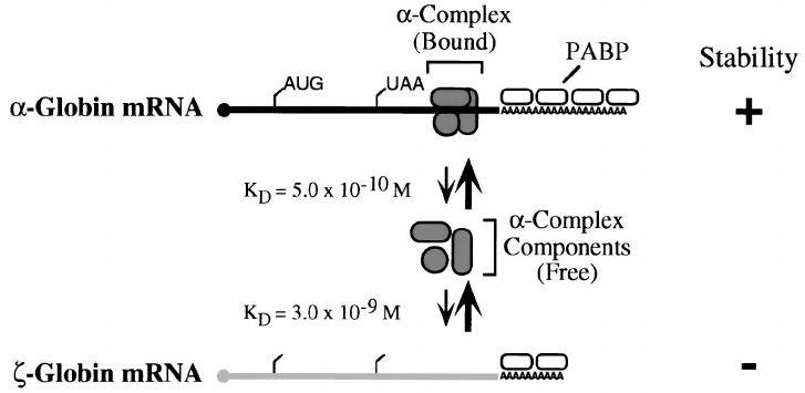 Diagram comparing the Structure of Globin mRNA: α-globin mRNA forms a stable α-complex, enhancing stability, while ζ-globin mRNA lacks this feature and is less stable. Dissociation constants are indicated.
