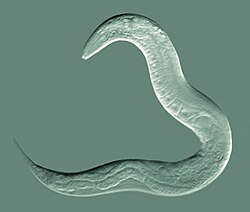 Transparent microscopic image of a nematode worm, curved in an S-shape, displayed against a gray background—highlighting how worms use their sense of smell to navigate their environment.