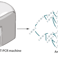 RT-PCR Testing for COVID-19 and Viral Inf