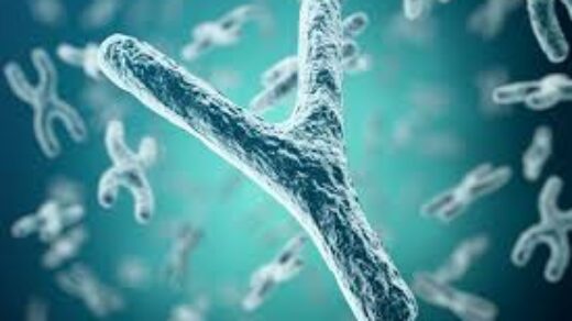 y chromosome