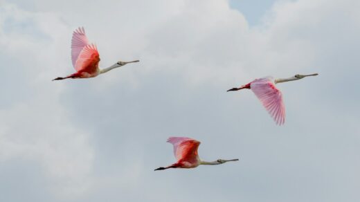 three pink birds flying through a cloudy sky
