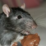rat, mouse, rodent, chocolate, eating, pest, domestic, gray, whisker, vermin, gray mouse, gray eating, gray chocolate, rat, rat, rat, rat, rat, pest, vermin