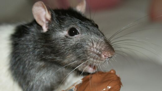 rat, mouse, rodent, chocolate, eating, pest, domestic, gray, whisker, vermin, gray mouse, gray eating, gray chocolate, rat, rat, rat, rat, rat, pest, vermin