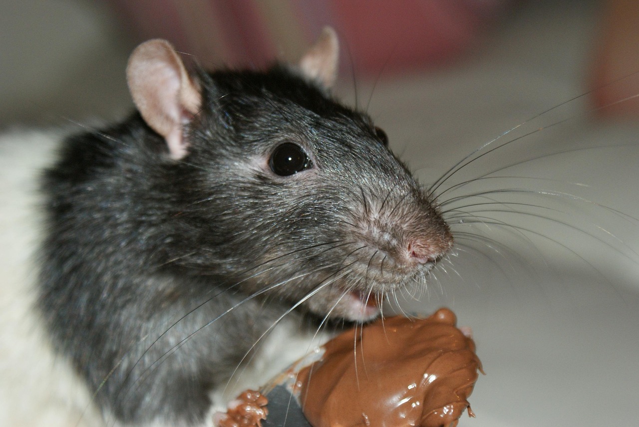 rat, mouse, rodent, chocolate, eating, pest, domestic, gray, whisker, vermin, gray mouse, gray eating, gray chocolate, rat, rat, rat, rat, rat, pest, vermin