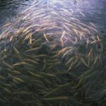 A large school of fish swimming in a tranquil river in Georgia under the sunlight.