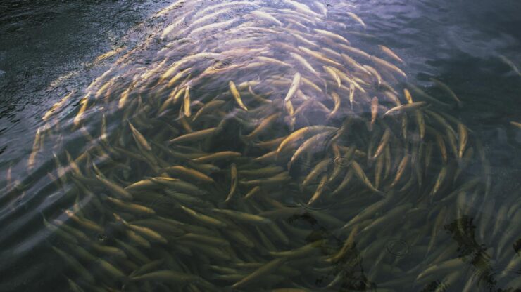 A large school of fish swimming in a tranquil river in Georgia under the sunlight.