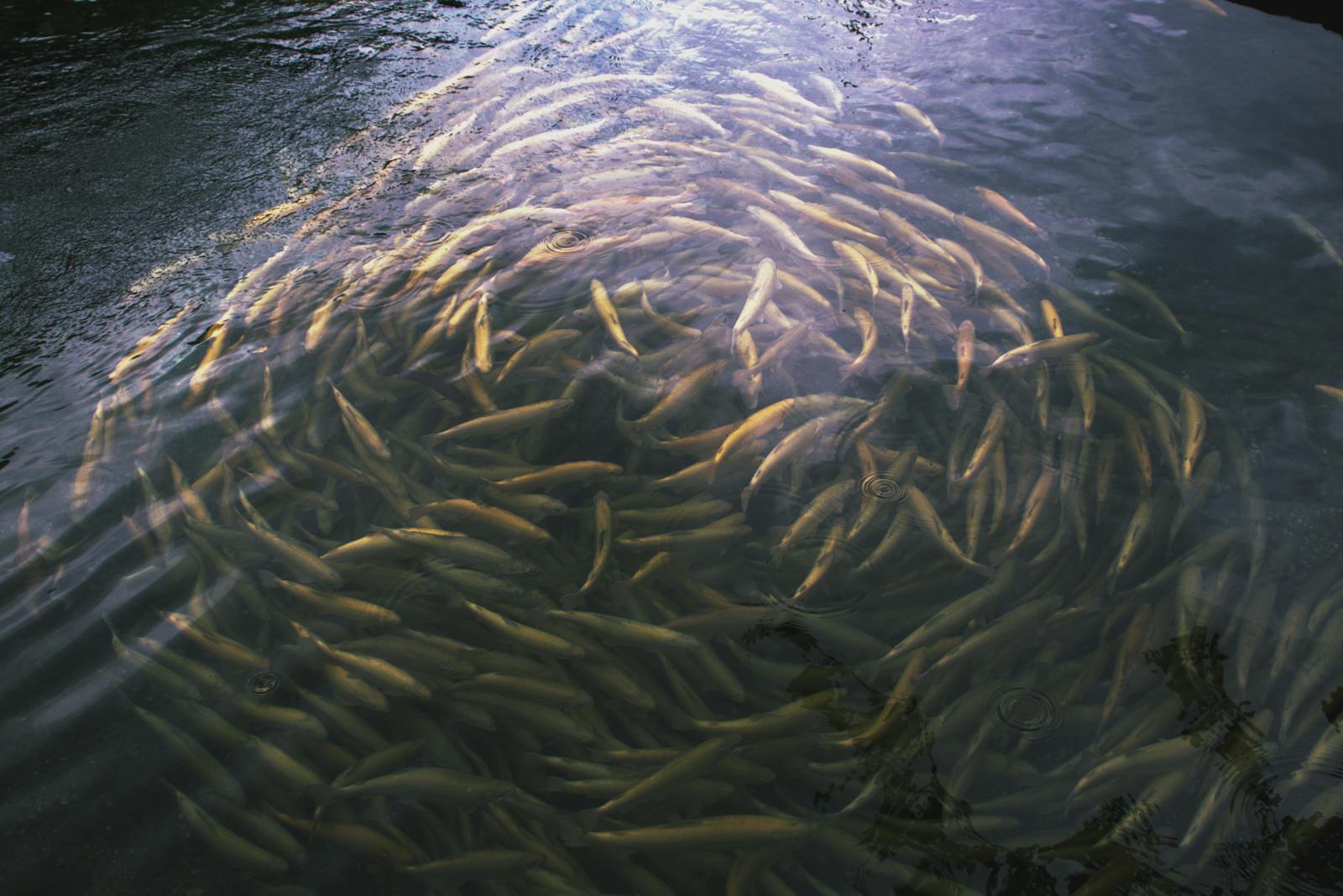 A large school of fish swimming in a tranquil river in Georgia under the sunlight.