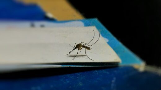 a mosquito sitting on top of a piece of paper