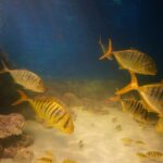 A vibrant underwater view of fish swimming surrounded by rocks and sand in an aquarium.