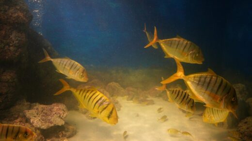 A vibrant underwater view of fish swimming surrounded by rocks and sand in an aquarium.