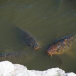 Group of common carps swimming near a rock in natural water, photographed outdoors in Slovakia.