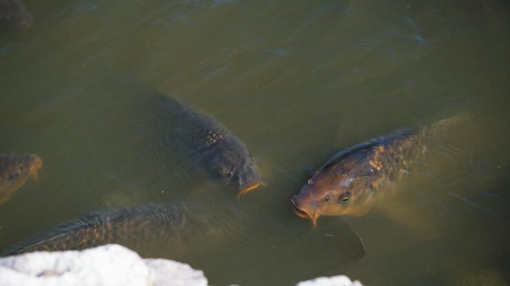 Group of common carps swimming near a rock in natural water, photographed outdoors in Slovakia.