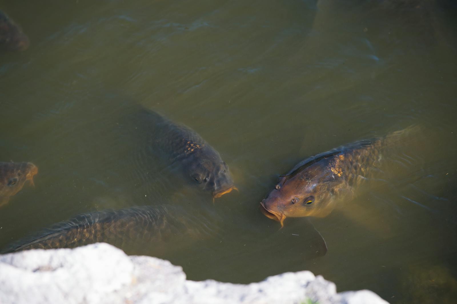 Group of common carps swimming near a rock in natural water, photographed outdoors in Slovakia.