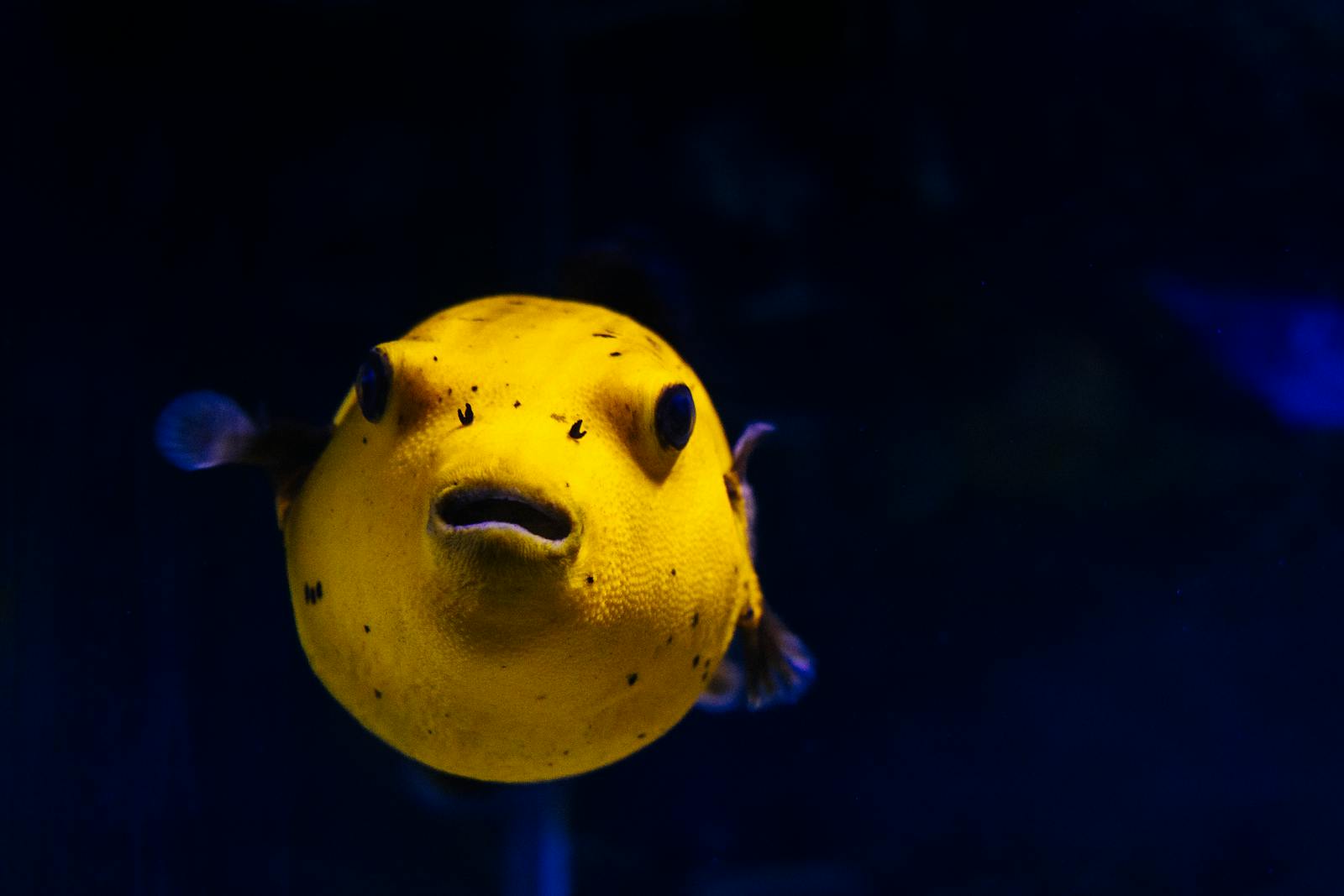 A bright yellow pufferfish with small fins and dark eyes swims in a dark blue aquarium, facing the camera—its remarkable smell system in fishes helps it explore its underwater world.