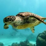 brown and black turtle under water