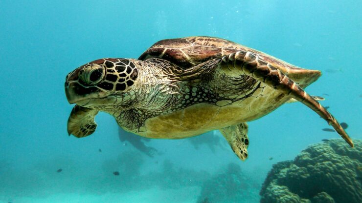 brown and black turtle under water