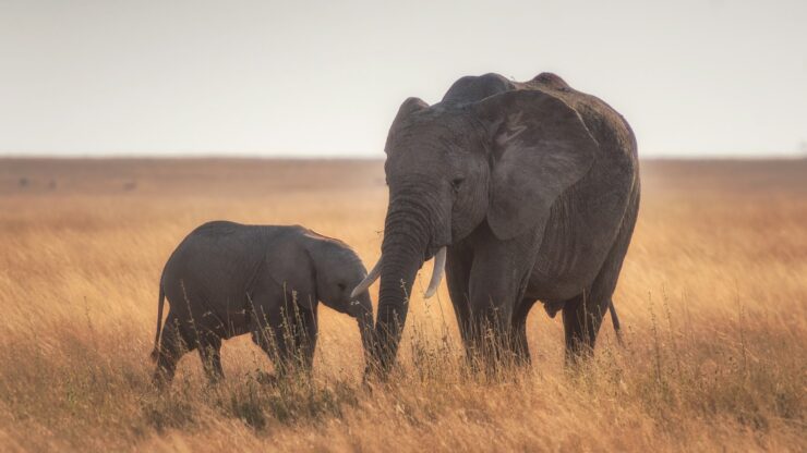 elephants standing on dried grass