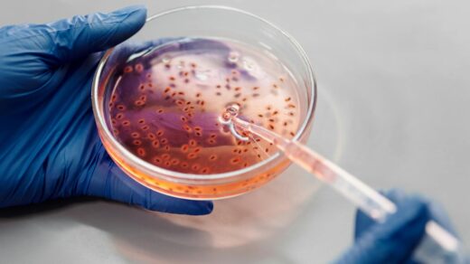 Laboratory close-up of hands in gloves holding a petri dish with pink liquid using a pipette.