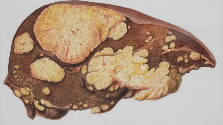 a drawing of a human brain with multiple sections
