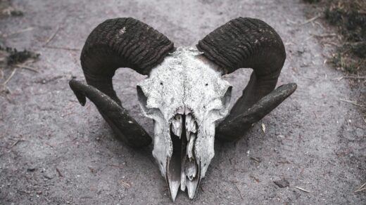 Close-up of a ram skull with large curved horns lying on a dirt path, creating a striking image.