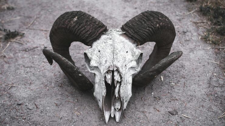 Close-up of a ram skull with large curved horns lying on a dirt path, creating a striking image.