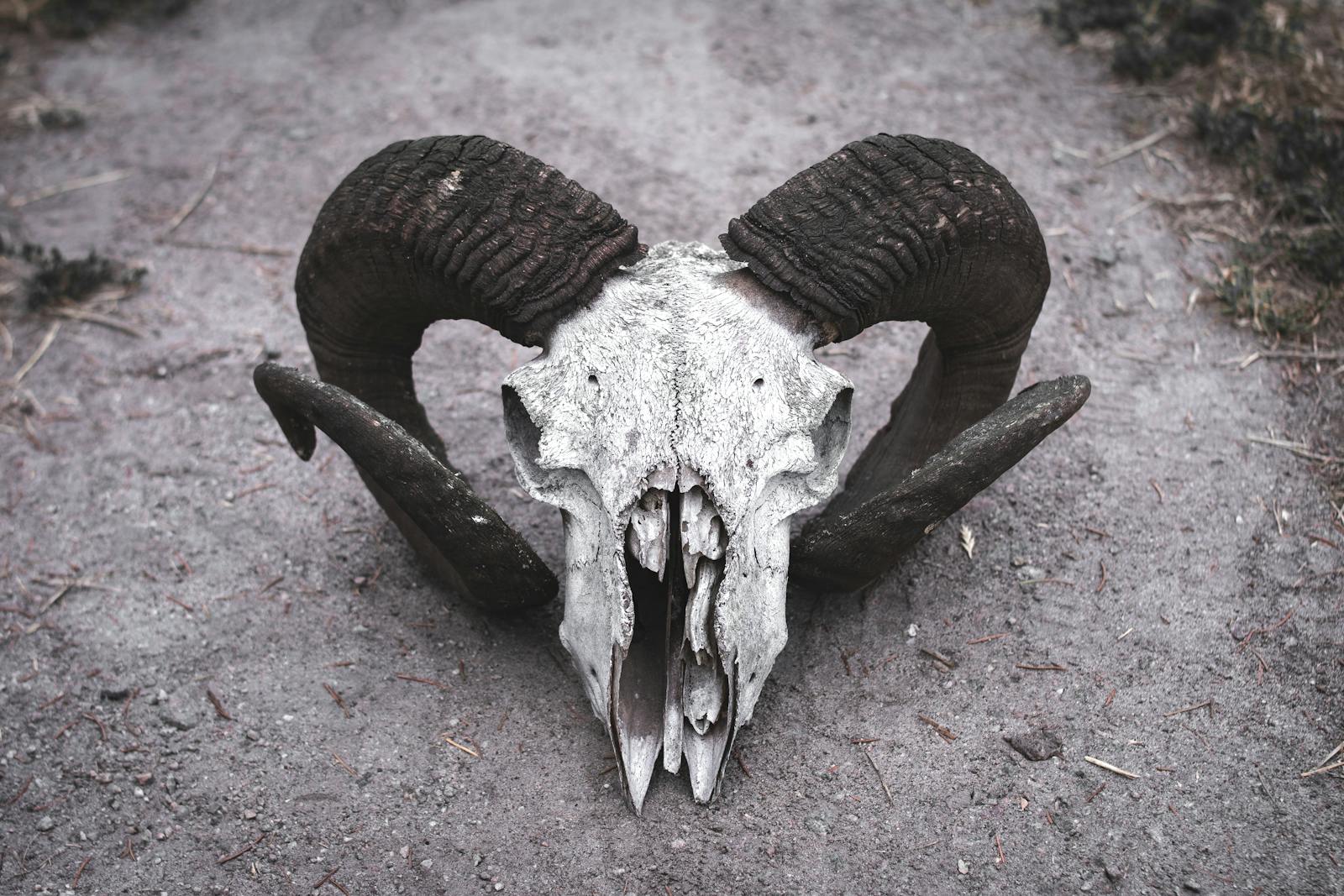 Close-up of a ram skull with large curved horns lying on a dirt path, creating a striking image.
