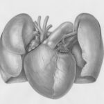 a drawing of a human heart with two valves