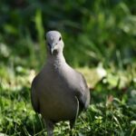 turkey pigeon, collared pigeon, bird, animal, dove, nature, fauna, dove, dove, dove, dove, dove