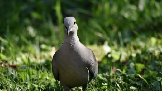turkey pigeon, collared pigeon, bird, animal, dove, nature, fauna, dove, dove, dove, dove, dove