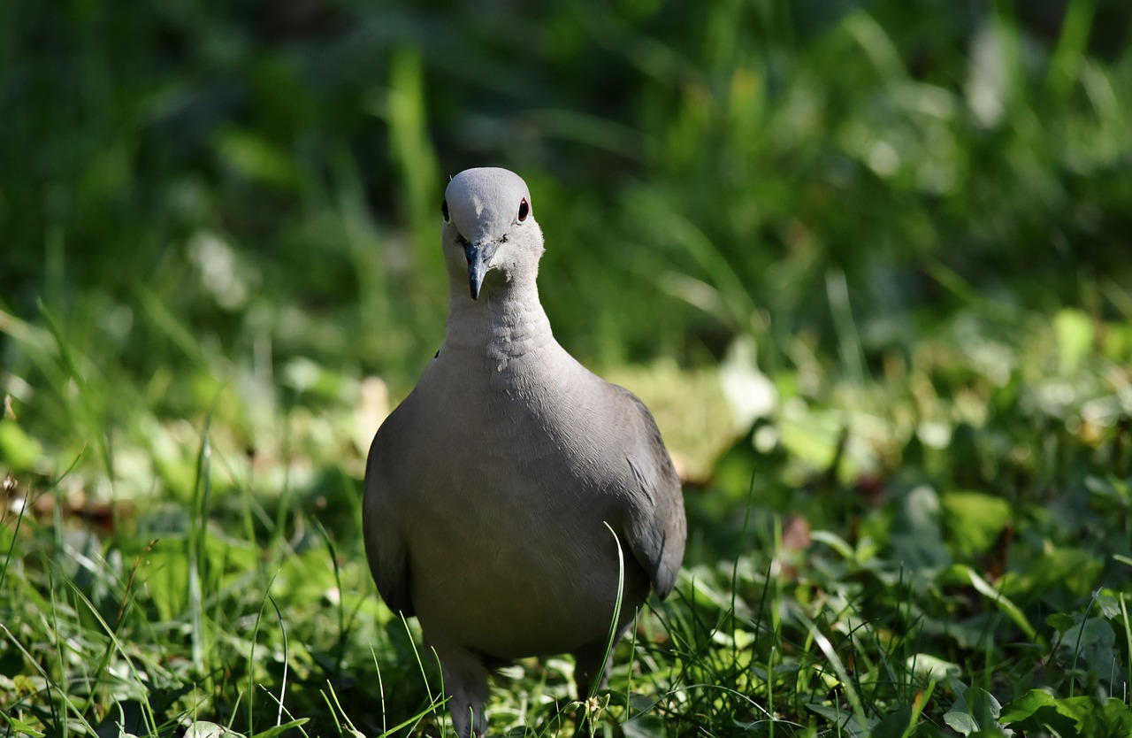 turkey pigeon, collared pigeon, bird, animal, dove, nature, fauna, dove, dove, dove, dove, dove