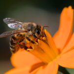 honeybee, bee, cosmos, flower background, flower, insect, wings, beautiful flowers, pollinator, plant, wildflower, flower wallpaper, garden, summer, nature