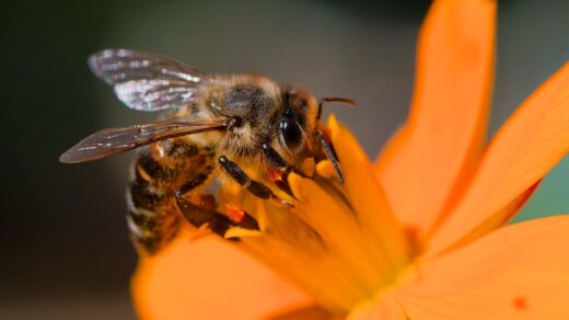 honeybee, bee, cosmos, flower background, flower, insect, wings, beautiful flowers, pollinator, plant, wildflower, flower wallpaper, garden, summer, nature